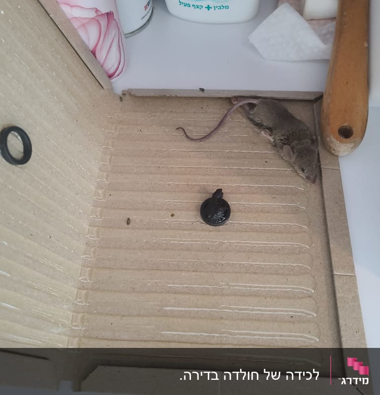 מלכודת עכברים עם עכבר מת